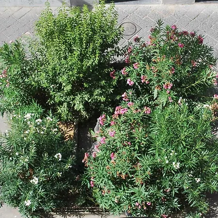 Syrentum Appartamento Sorrento